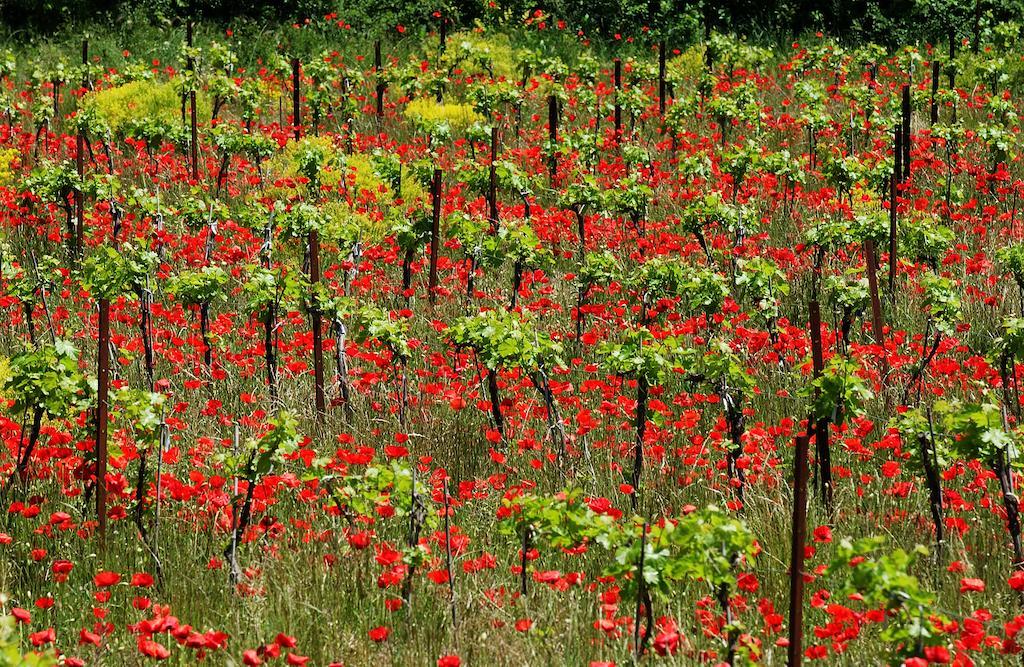Une Campagne En Provence Bras Zewnętrze zdjęcie